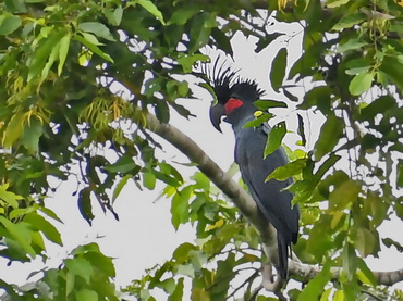 Palm
                Cockatoo