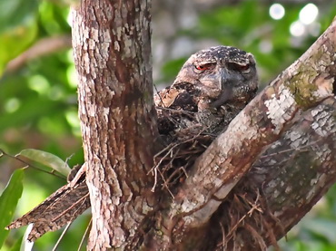 Papuan Frogmouth at Raja Ampat