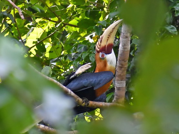Papuan Hornbill on Waigeo