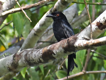 Papuan Spangled Drongo