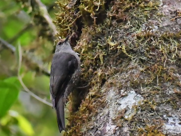 Papuan Treecreeper