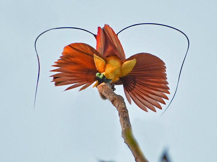 Red Bird of Paradise