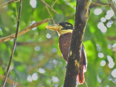 Rufous-bellied Kookabura