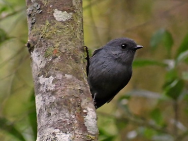 Smoky Robin at Arfak