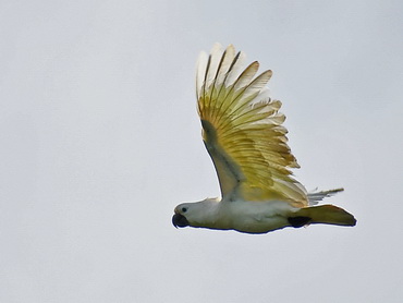 Sulphur-crested Cockatoo