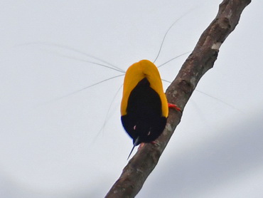 Twelve-wired Bird of Paradise at Nimbokrang