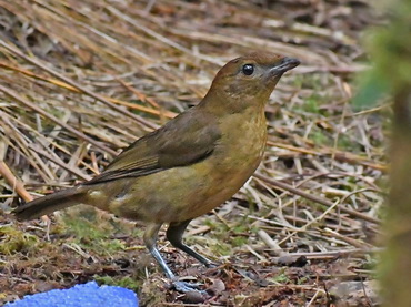 Vogelkop Bowerbird at Arfak