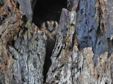 Vogelkop Owlet Nightjar