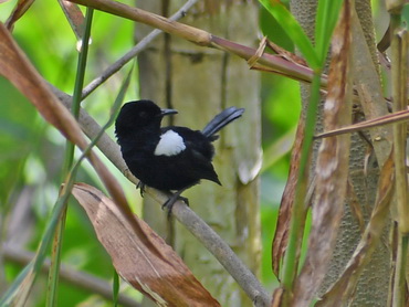 White-shouldered Fairy Wren