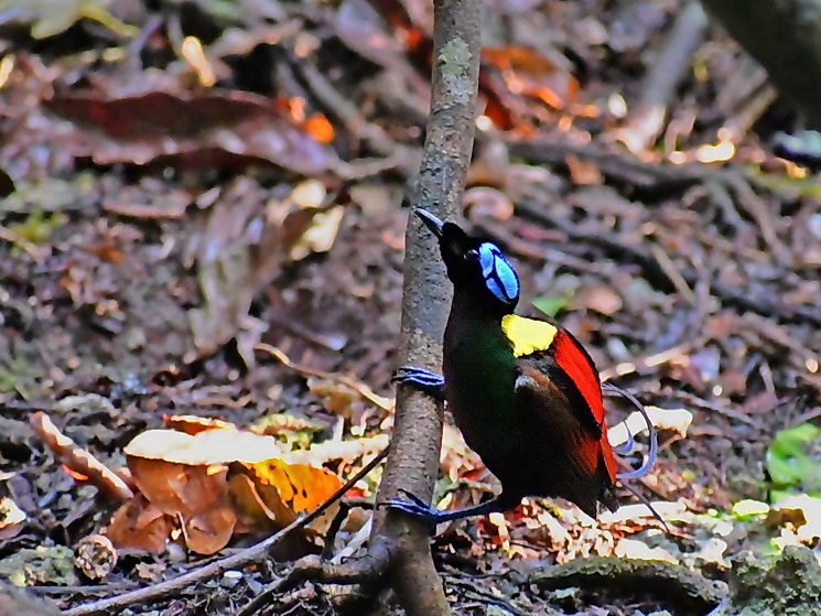 Wilson's Bird of Paradise on Waigeo