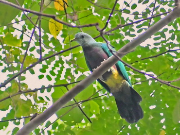 Wompoo Fruit-dove on Waigeo