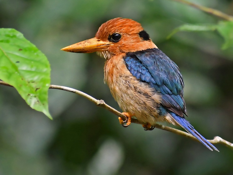 Yellow-billed Kingfisher on Waigeo