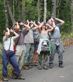 Birdwatching in Alcoy on Cebu.