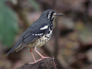 Ashy Thrush