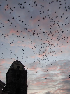 Asian Glossy Starling Tagbiliran