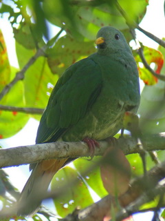 Black-chinned Fruit Dove