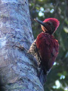 rufopunctatus Buff-spotted Flameback Bohol