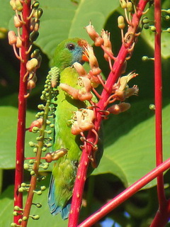 Philippine Hanging Parrot