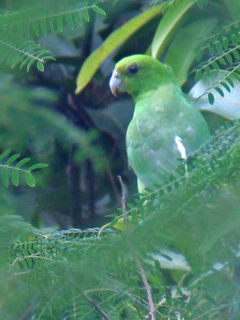 Green Racquet-tail