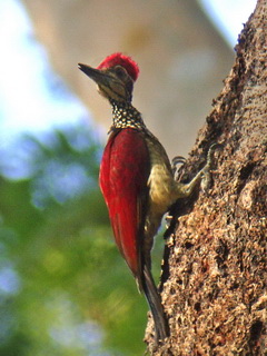 Luzon Flameback