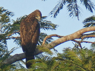 Luzon Hawk Eagle at
            Subic