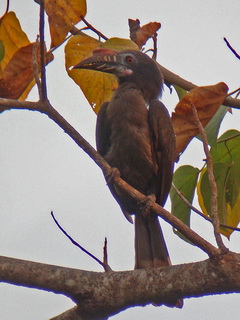 Luzon Hornbill
            female