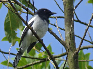 McGregor's Cuckooshrike