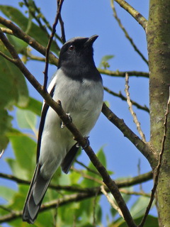 MrGregor's Cuckooshrike