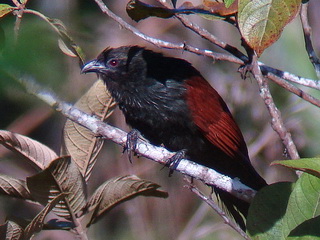 Philippine Coucal