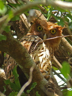 Philippine Eagle Owl