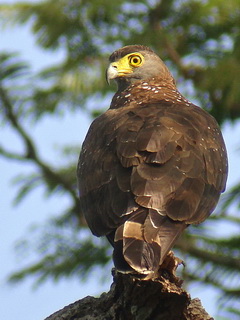 Philippine Serpent Eagle