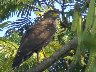 Philippine Serpent Eagle