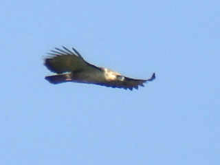 Philippine Eagle at Kitanglad