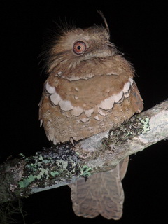 Philippine Frogmouth