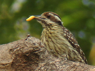 Philippine Woodpecker at Subic
            Bay