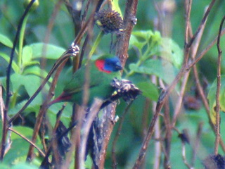 Red-eared Parrotfinch