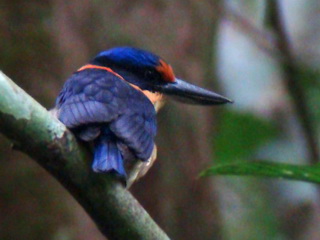 Rufous-lored Kingfisher Bohol