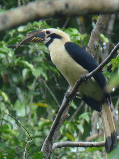 Samar Hornbill