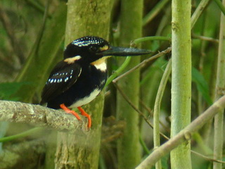 Silvery Kingfisher