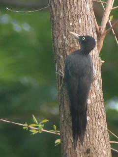 Sooty Woodpecker