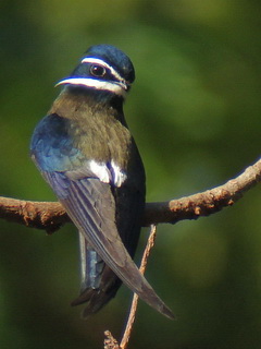 Whiskered Treeswift