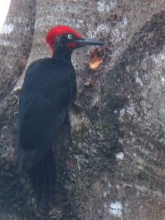 White-bellied Woodpecker