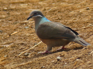 White-eared Dove