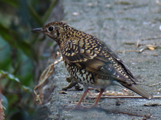 Scaly Thrush Makiling