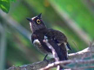 Yellow-wattled Bulbul