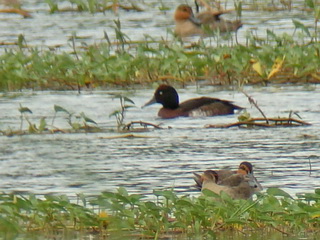 Bear's Pochard in the Philippines