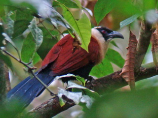 Black-faced Coucal