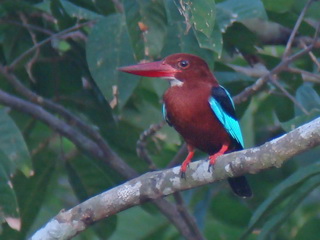Brown-breasted Kingfisher in Subic