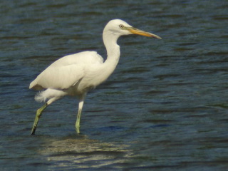 Chinese Egret on Cebu