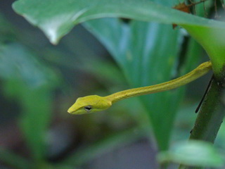 Oriental Whip-snake